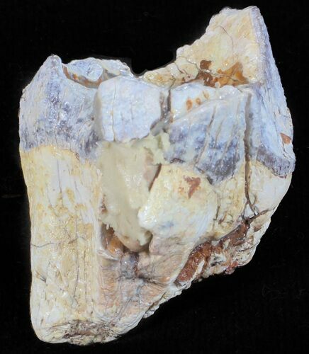 Hyracodon (Running Rhino) Tooth - South Dakota #60964